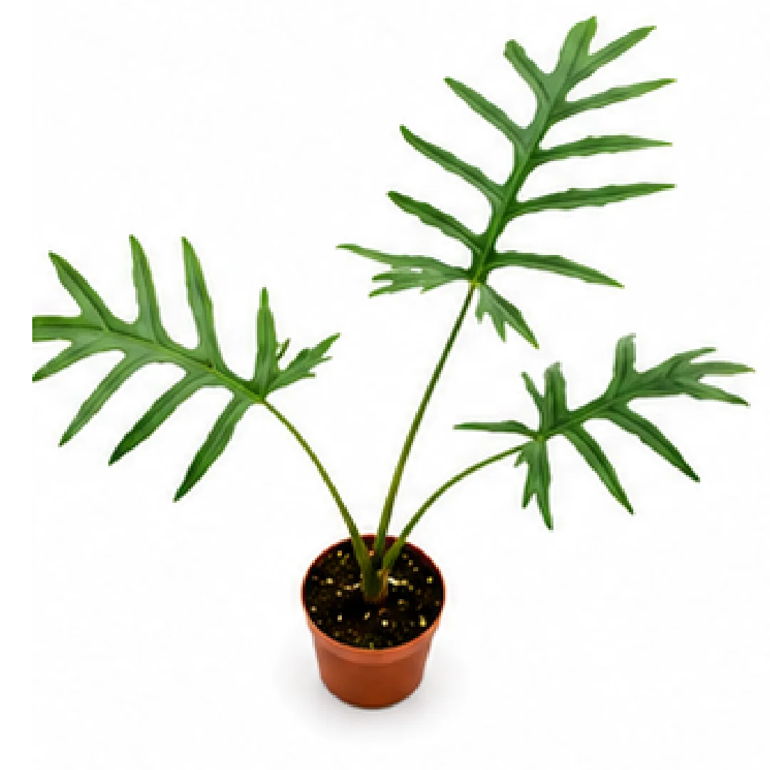 Alocasia Brancifolia – Tissue Culture