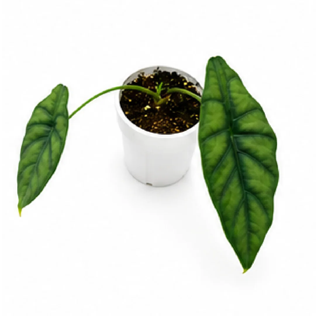 Alocasia Puncakborneensis – Tissue Culture