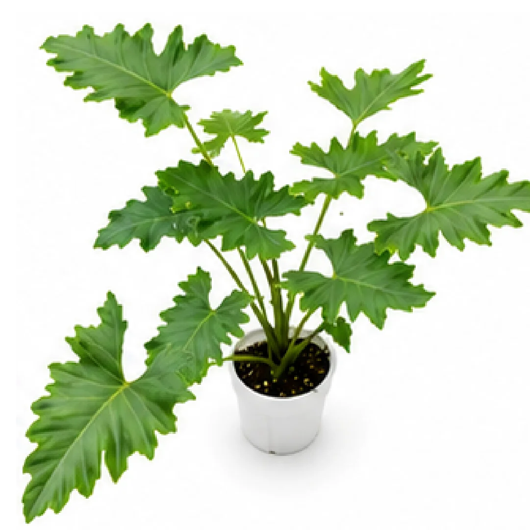 Alocasia Portadora – Tissue Culture