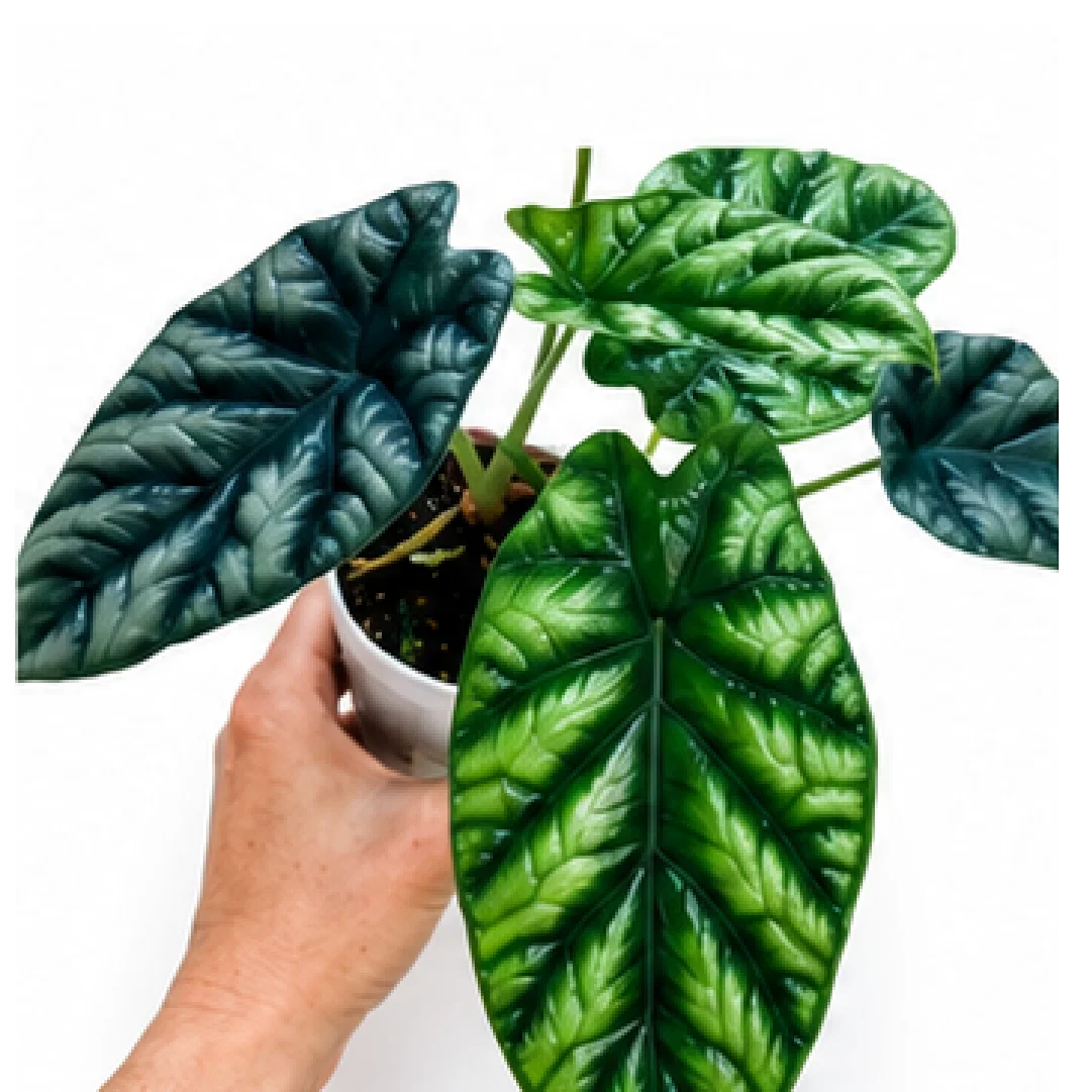 Alocasia Sinuata – Tissue Culture