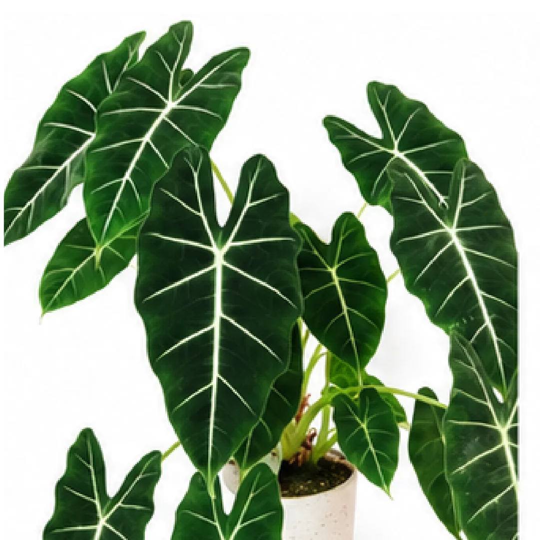 Alocasia Frydek – Tissue Culture