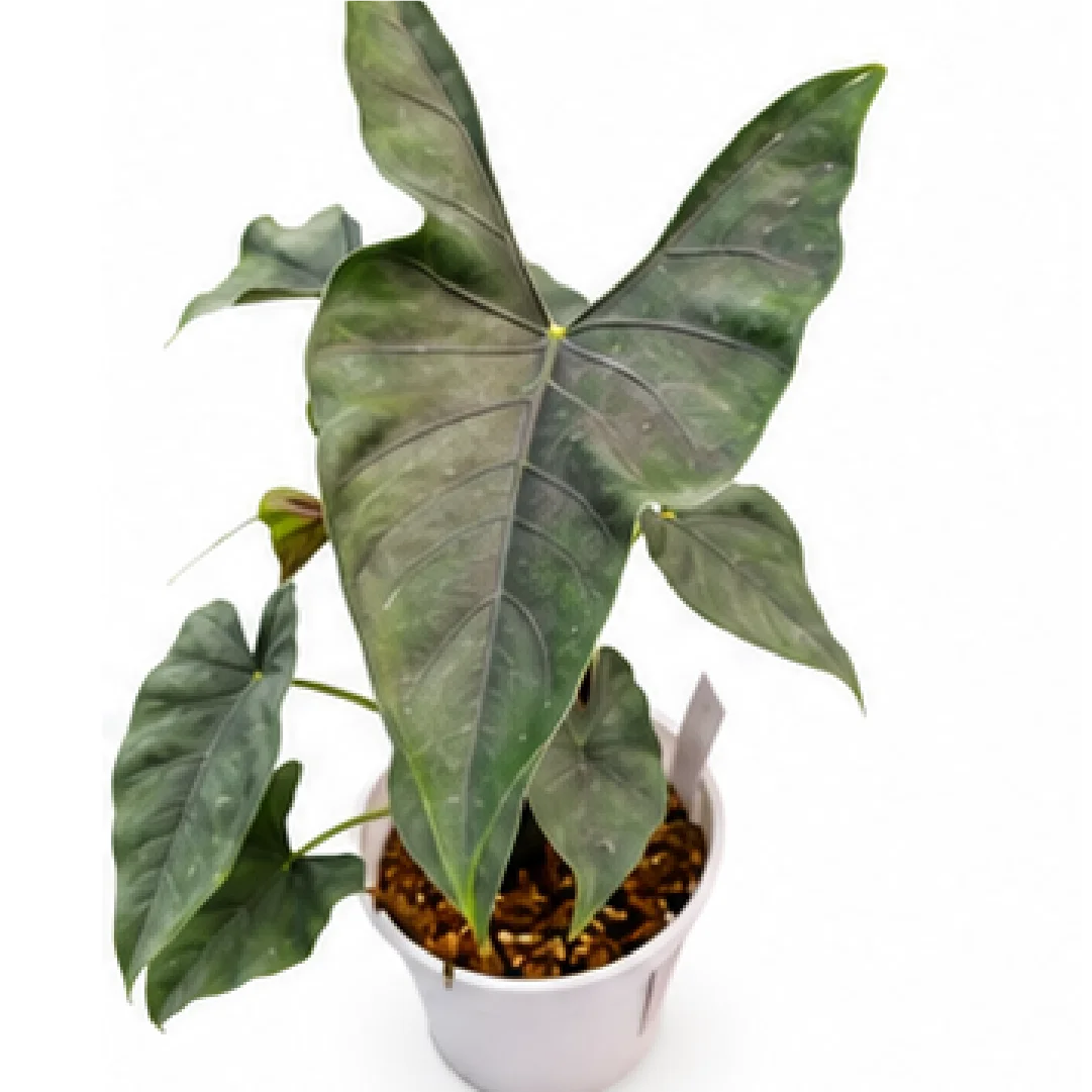 Alocasia Princeps – Tissue Culture