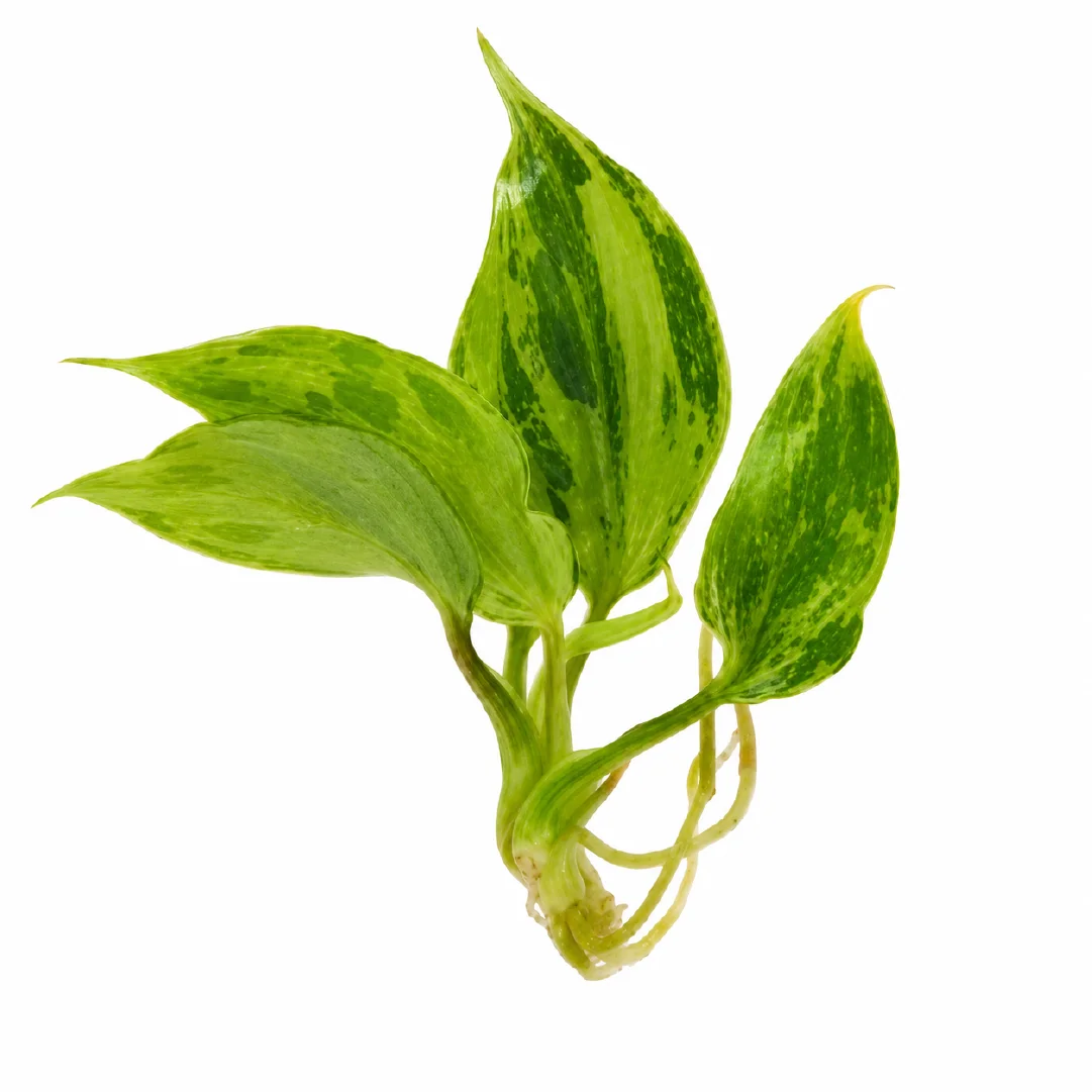 Philodendron Gloriosum Var Tissue Culture