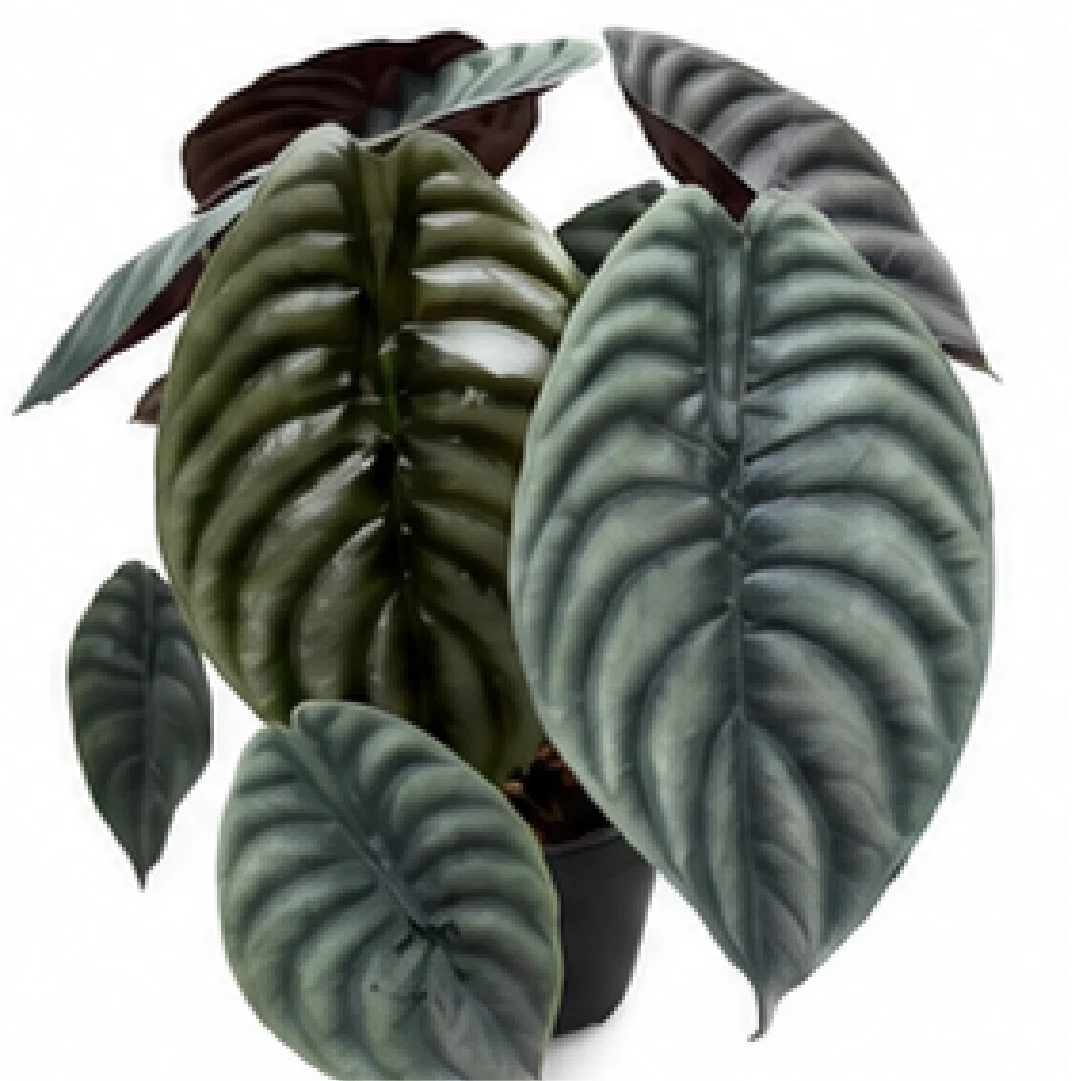 Alocasia Cuprea Black – Tissue Culture