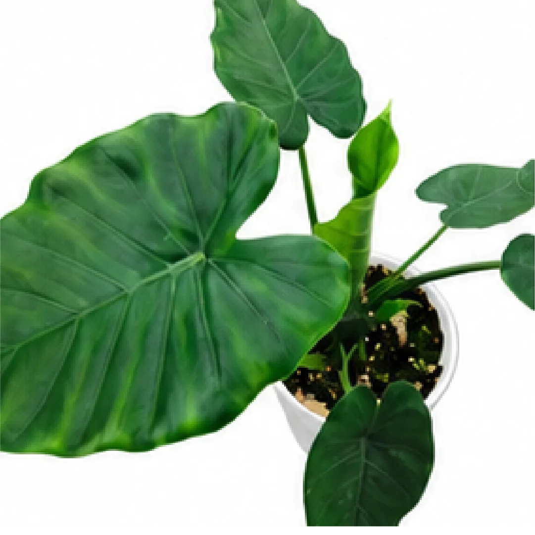 Alocasia Odora Okinawa – Tissue Culture