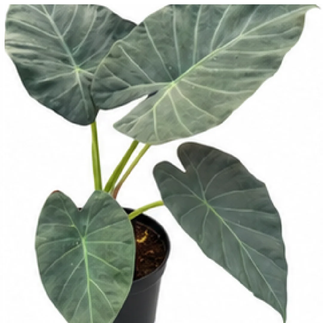 Alocasia Regal Shields – Tissue Culture