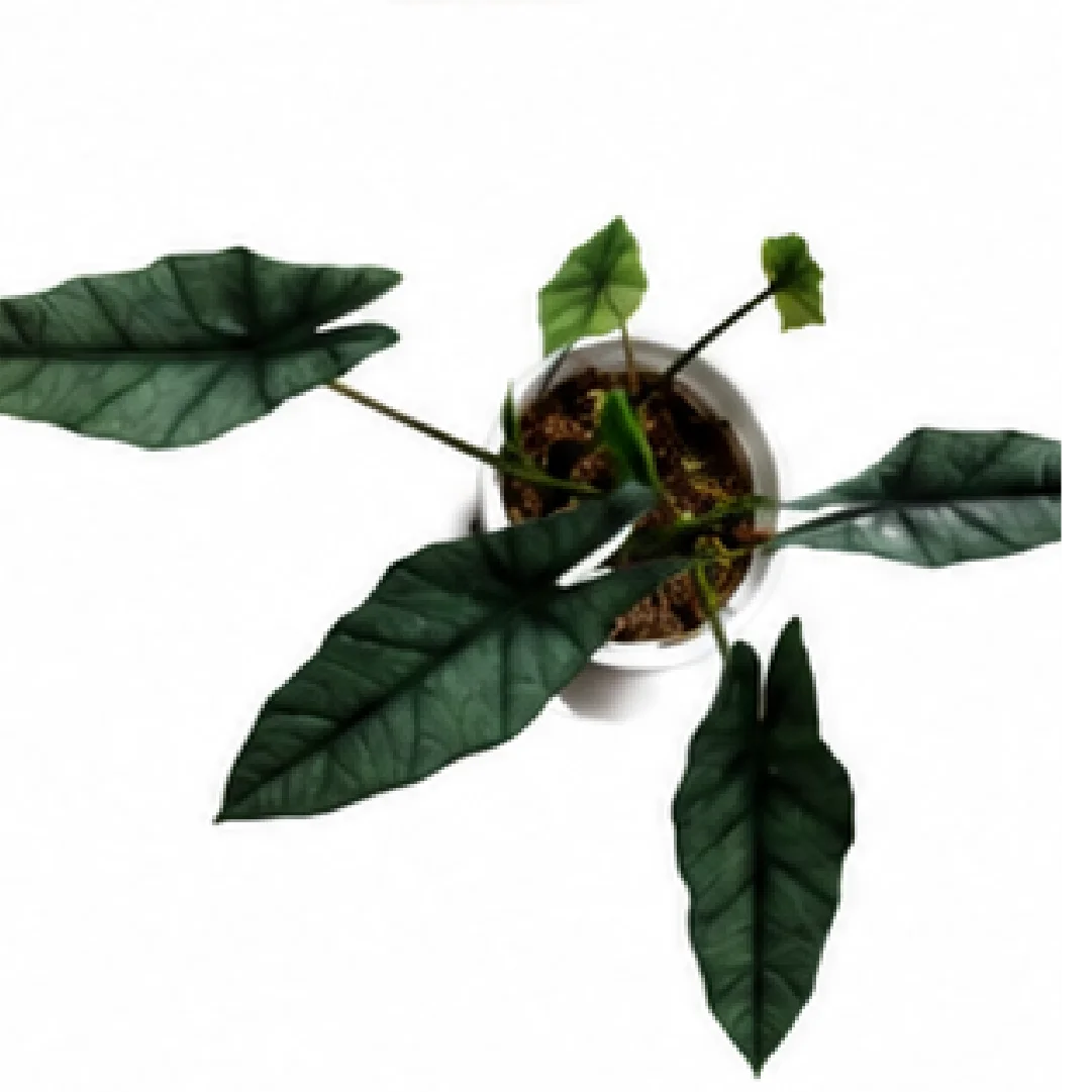 Alocasia Heterophylla – Tissue Culture