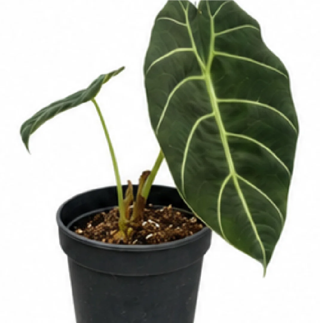 Alocasia Pride Of Curup Watsoniana Goff – Tissue Culture