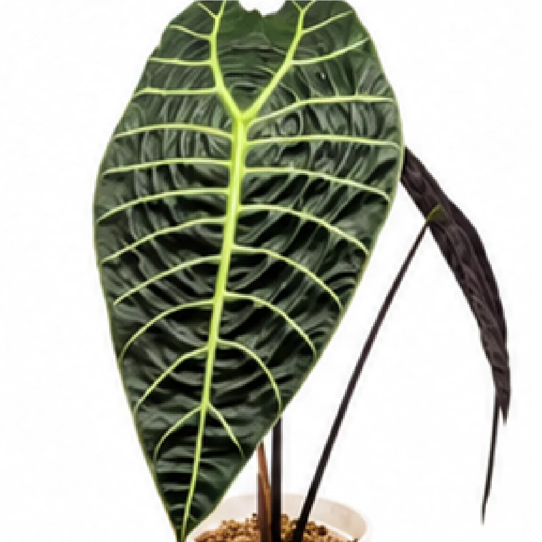 Alocasia Watsoniana – Tissue Culture