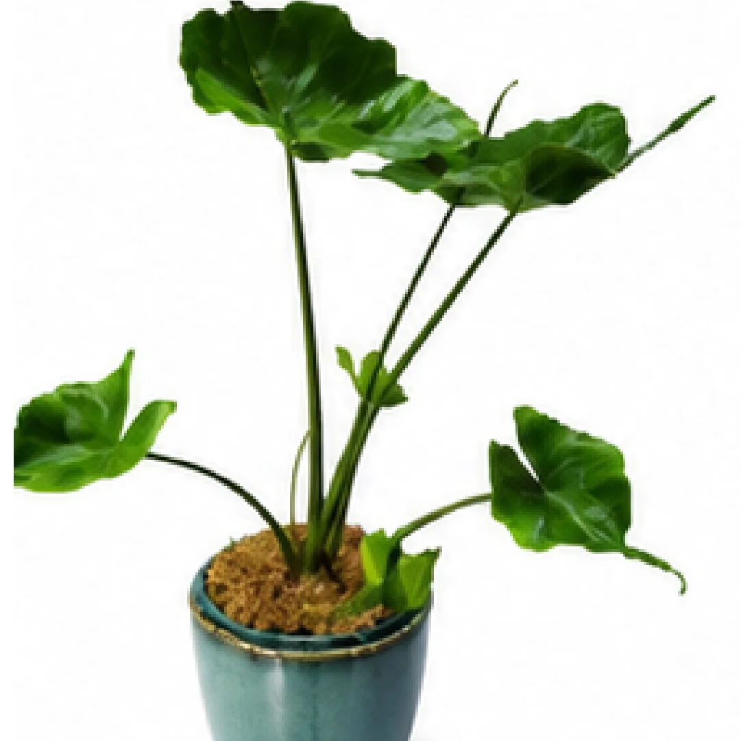 Alocasia Stingray – Tissue Culture