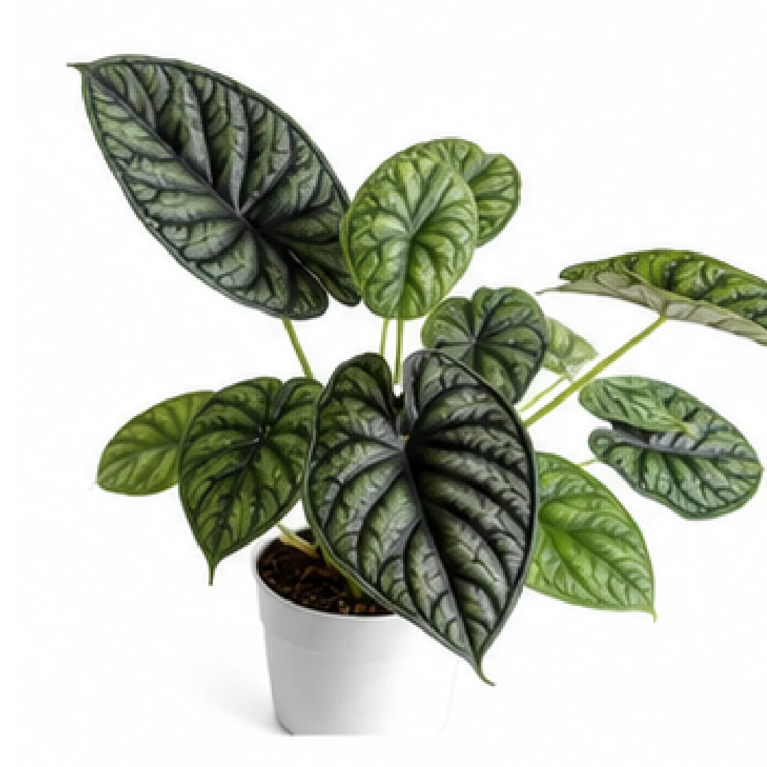 Alocasia Baginda Dragon Scale – Tissue Culture