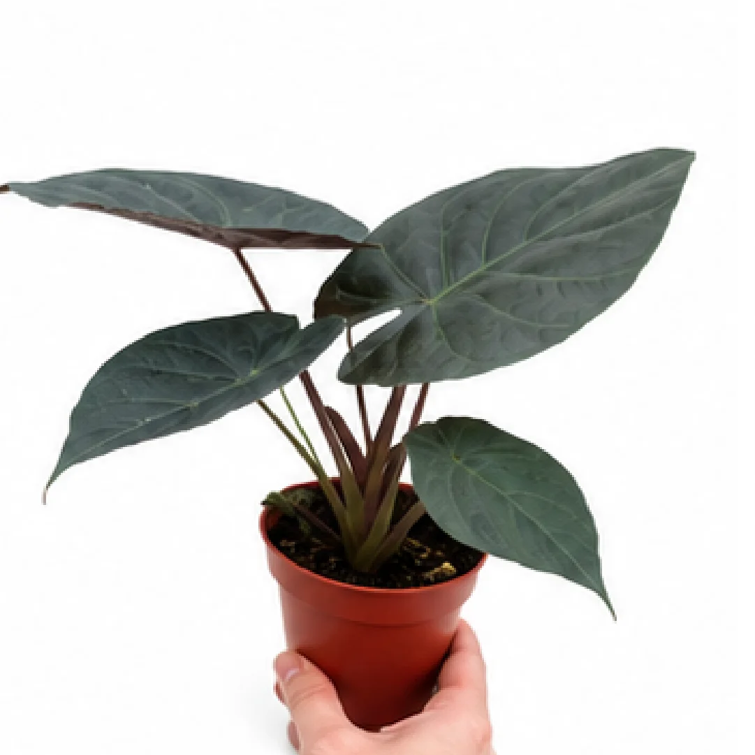 Alocasia Wentii – Tissue Culture