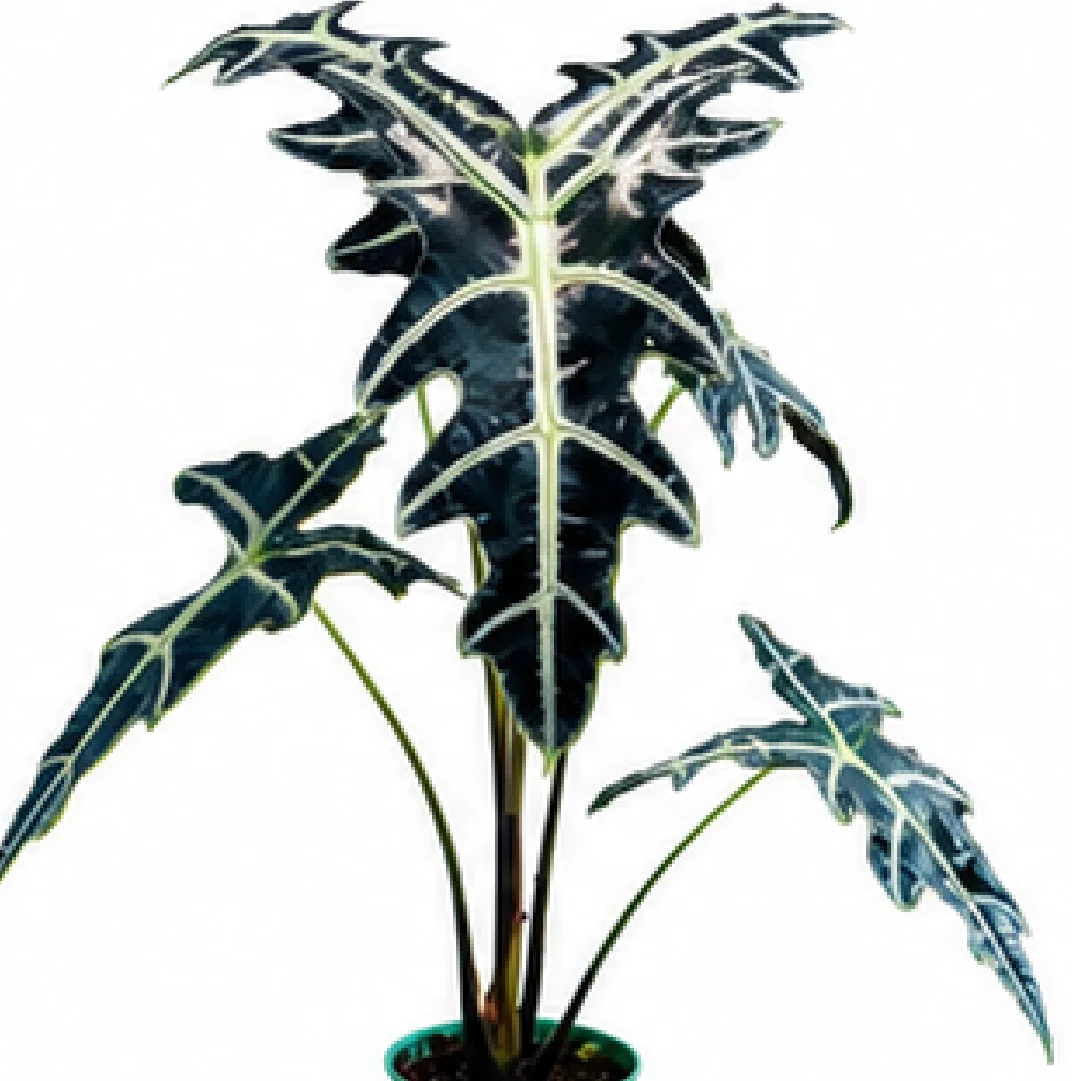 Alocasia Nobilis – Tissue Culture