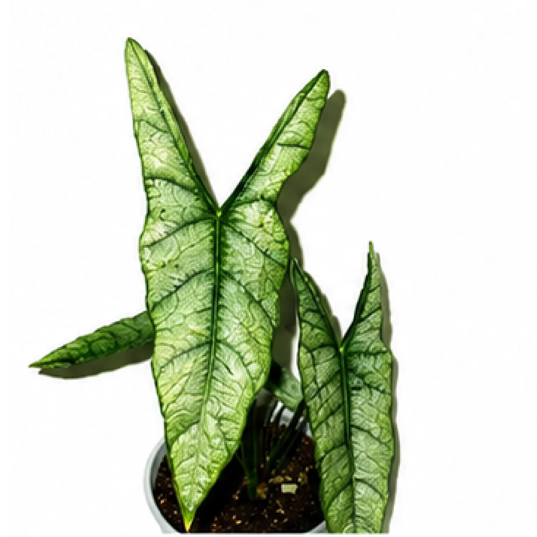 Alocasia Dragon's Breath – Tissue Culture