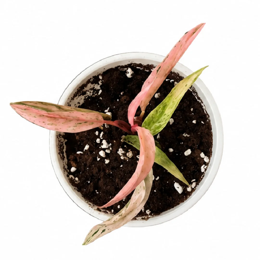 Philodendron Strawberry Caramel Var Tissue Culture