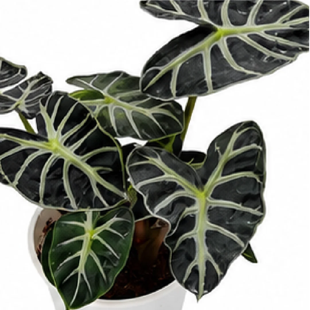 Alocasia Chunky Little Fairy (Heart Balloon) – Tissue Culture