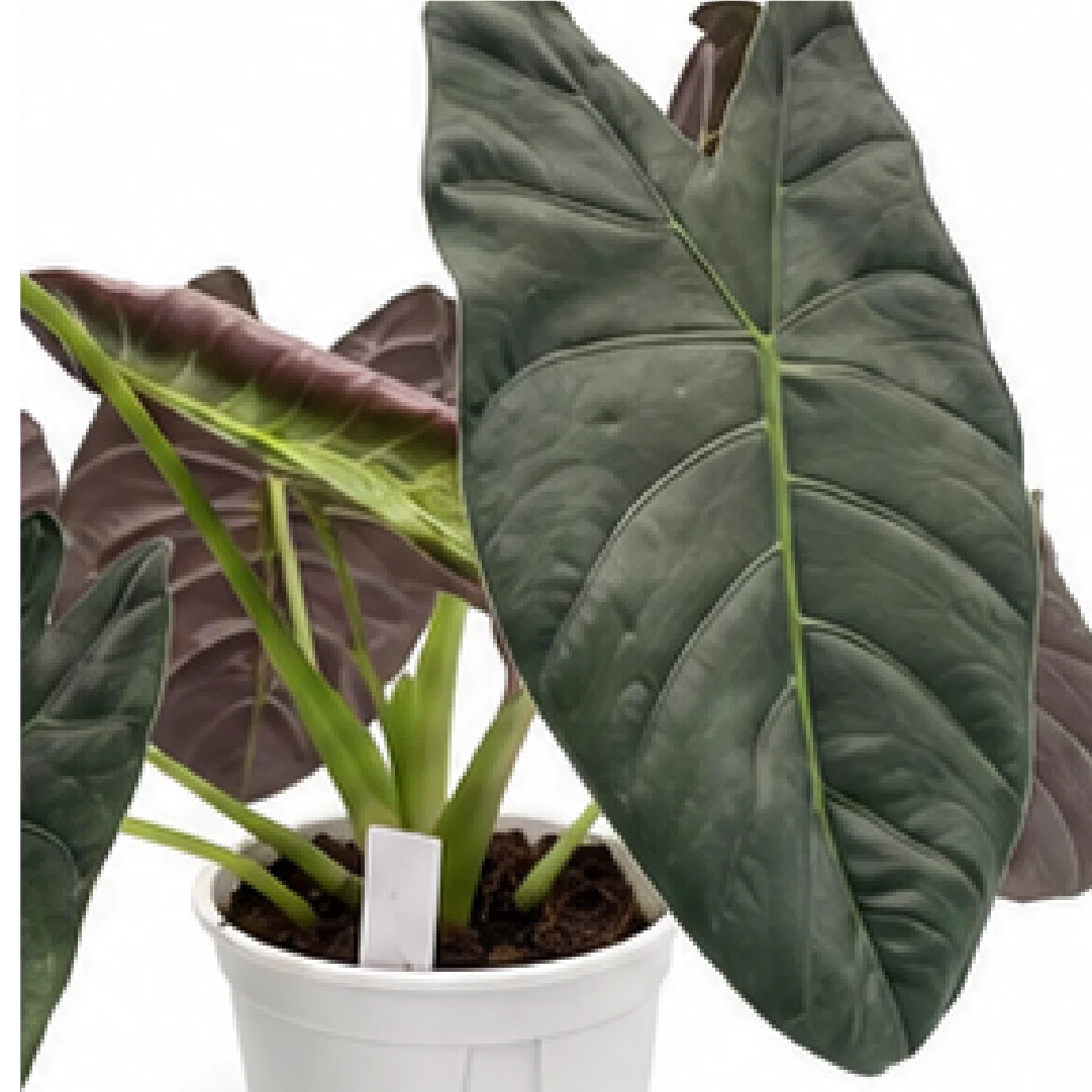 Alocasia Gold Bone – Tissue Culture