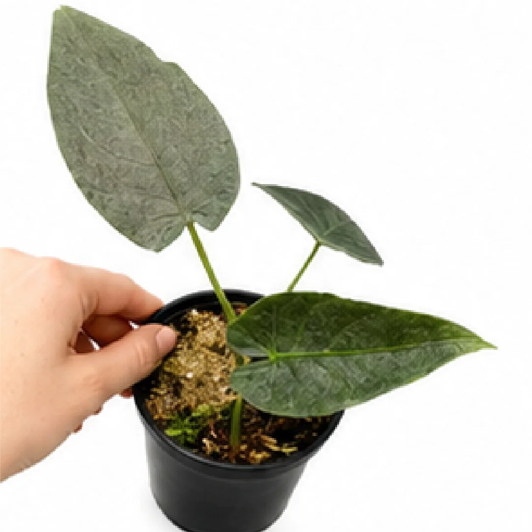 title-antoro-velvet
Alocasia Antoro Velvet – Tissue Culture