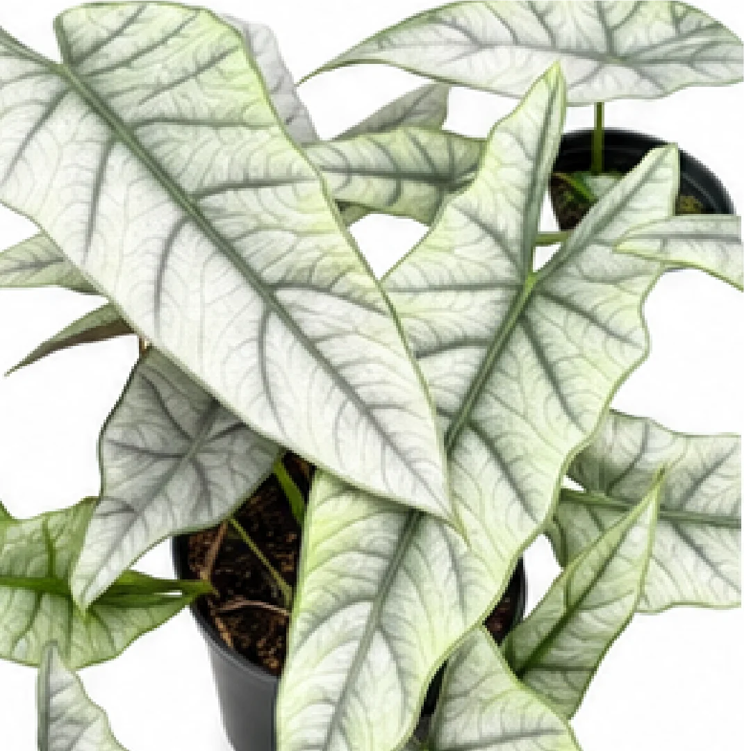 Alocasia Heterophylla Metallic Blue – Tissue Culture