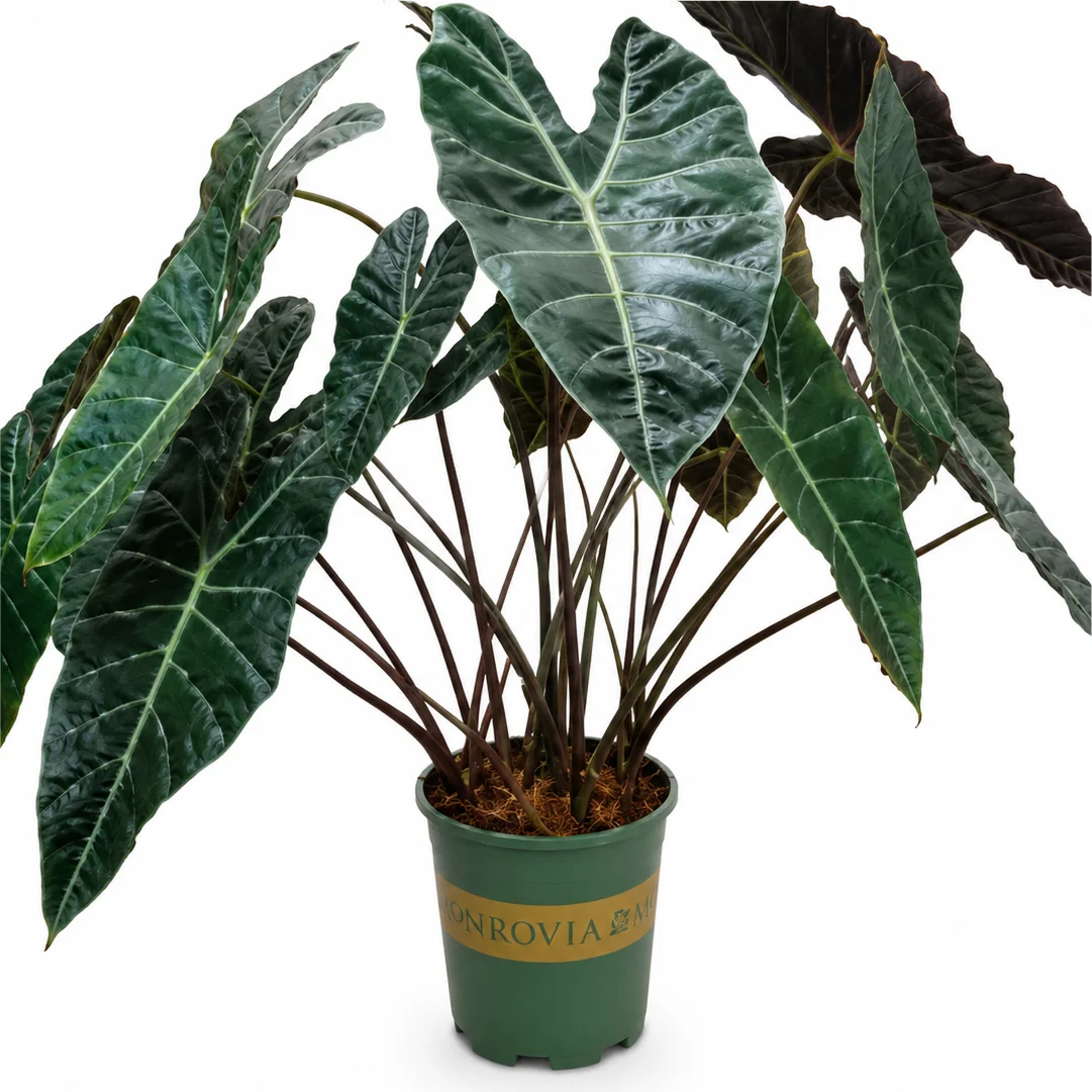 Alocasia Suhirmaniana – Tissue Culture