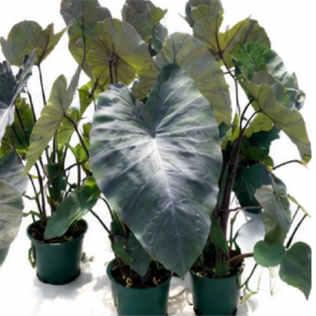 Alocasia Esculenta Black Magic – Tissue Culture