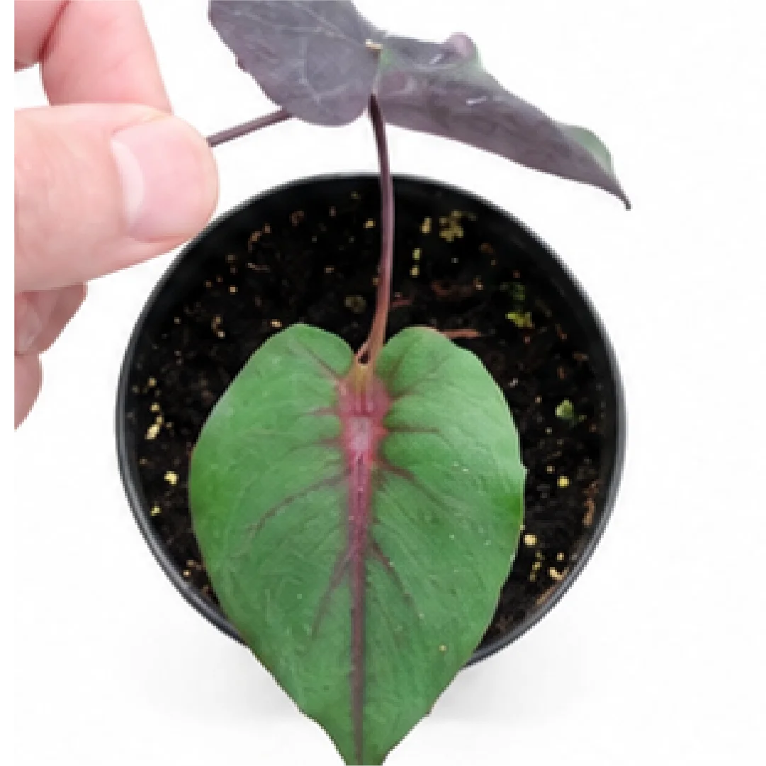 Alocasia Bastet Queen – Tissue Culture