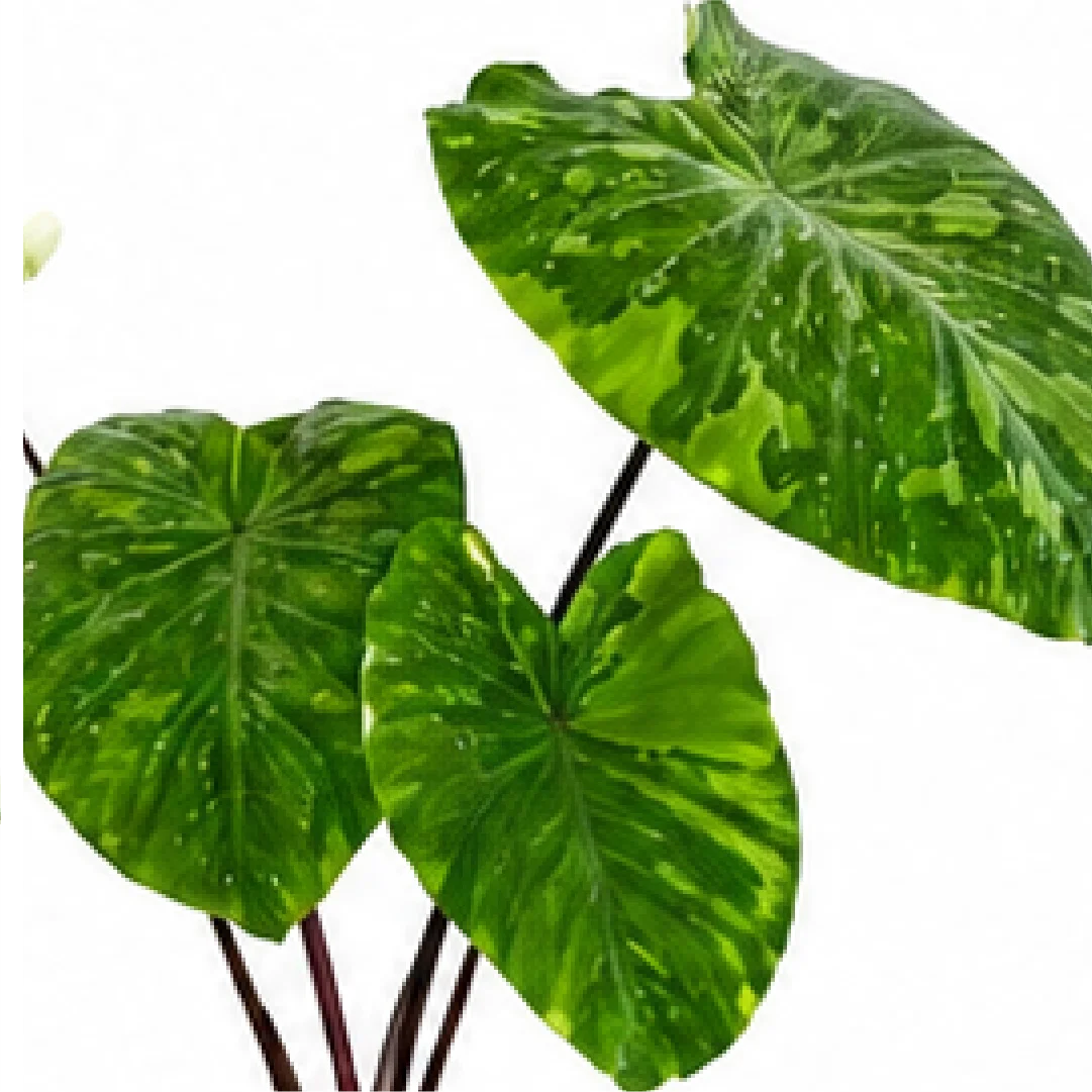 Colocasia Lemon-Lime Gecko – Tissue Culture