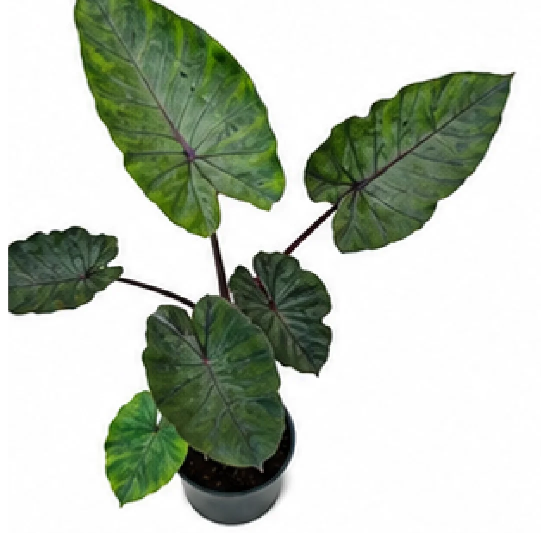 Colocasia Esculenta 'Black Runner' – Tissue Culture