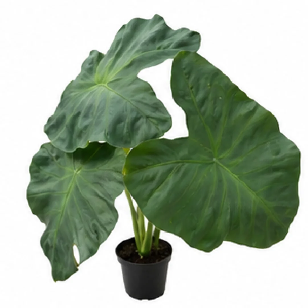 Colocasia Esculenta 'Aloha' – Tissue Culture
