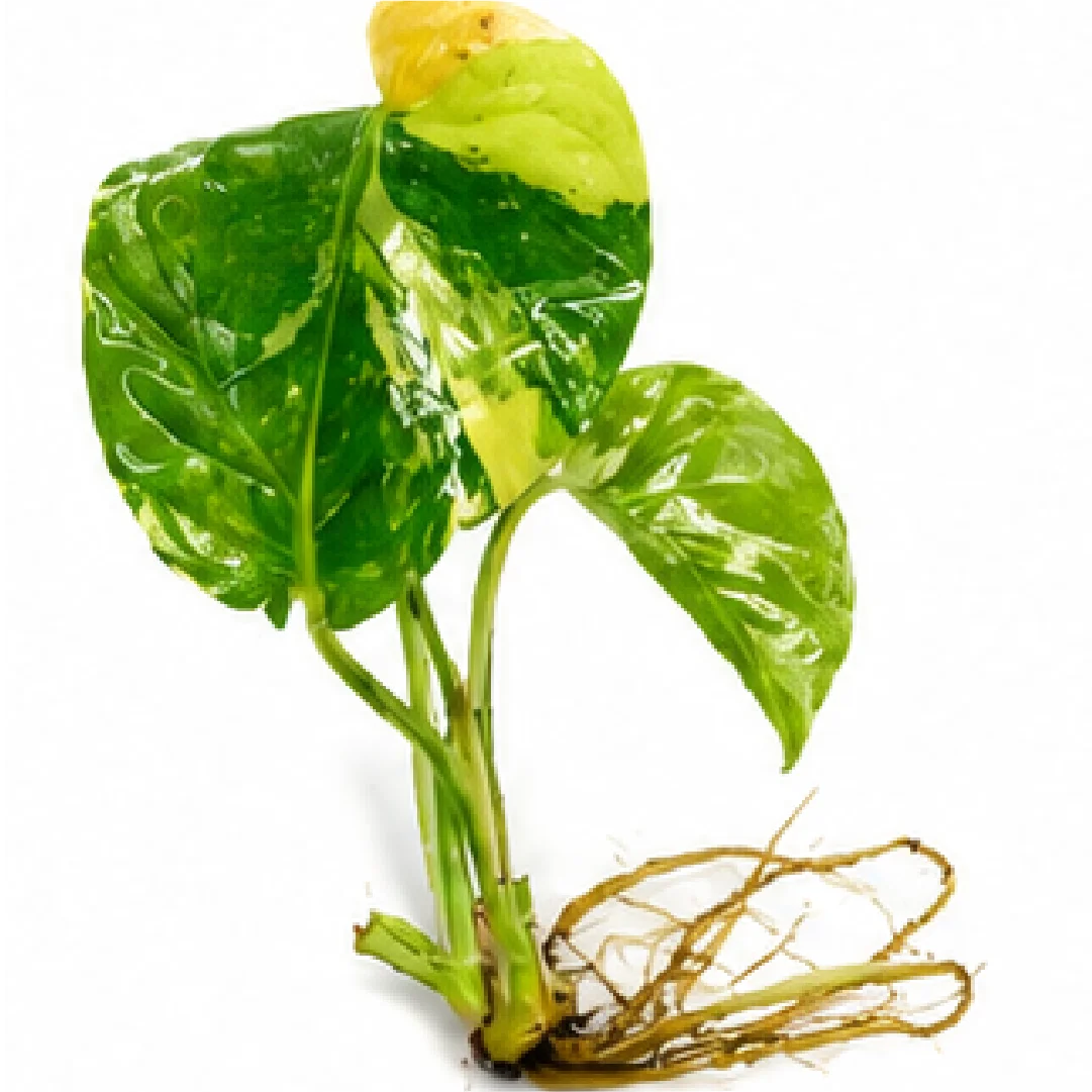 Monstera Lemon PomPom Variegated – Tissue Culture