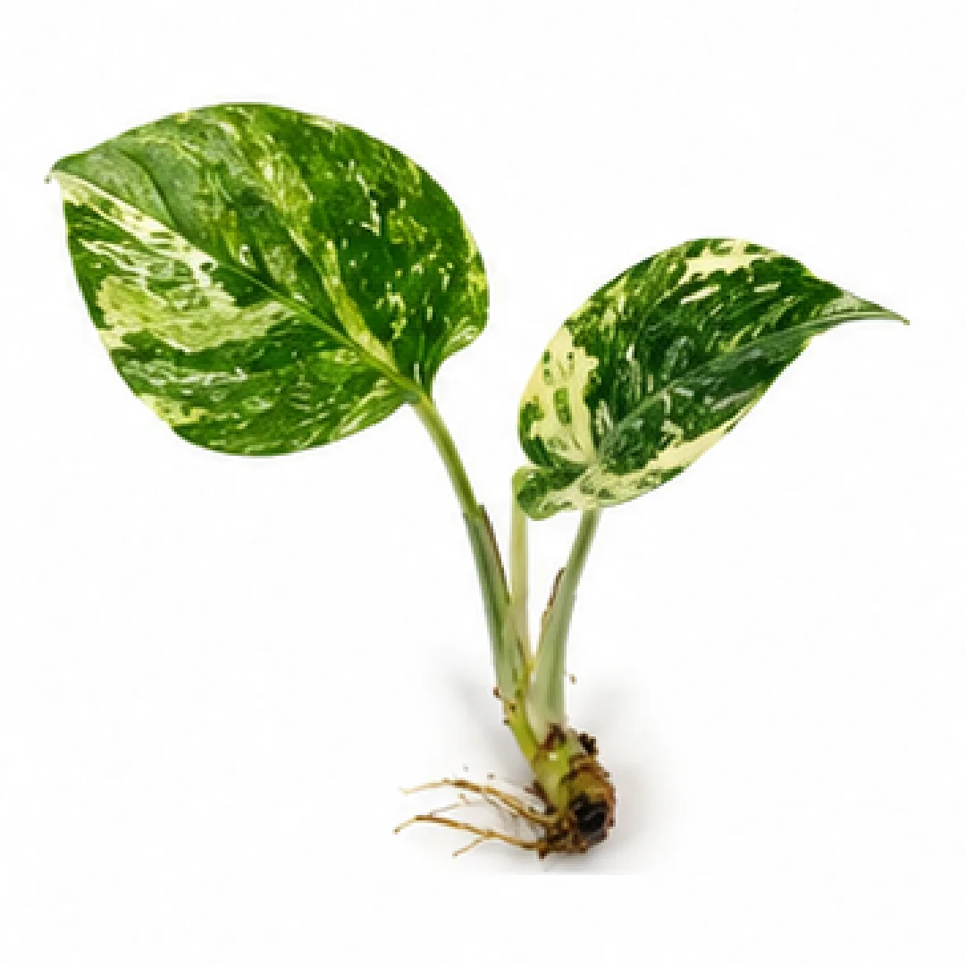 Monstera Cream Cheese (Monstera Starlight Variegated) – Tissue Culture