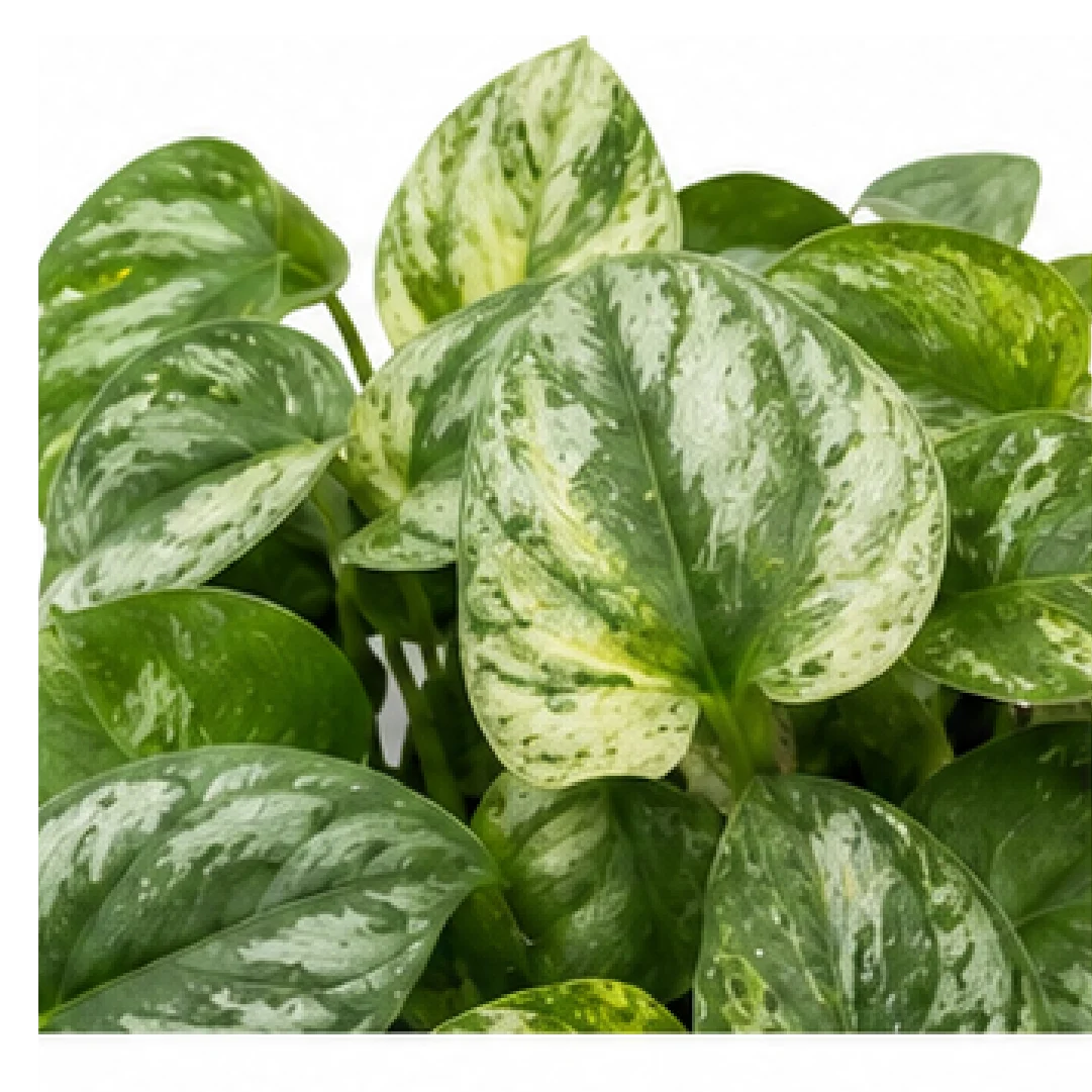 Monstera Amydrium Medium Blue / Amydrium Medium Silver Variegated – Tissue Culture