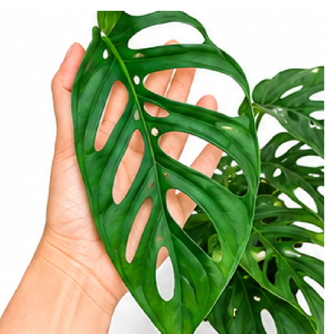 Monstera Obliqua Napo – Tissue Culture