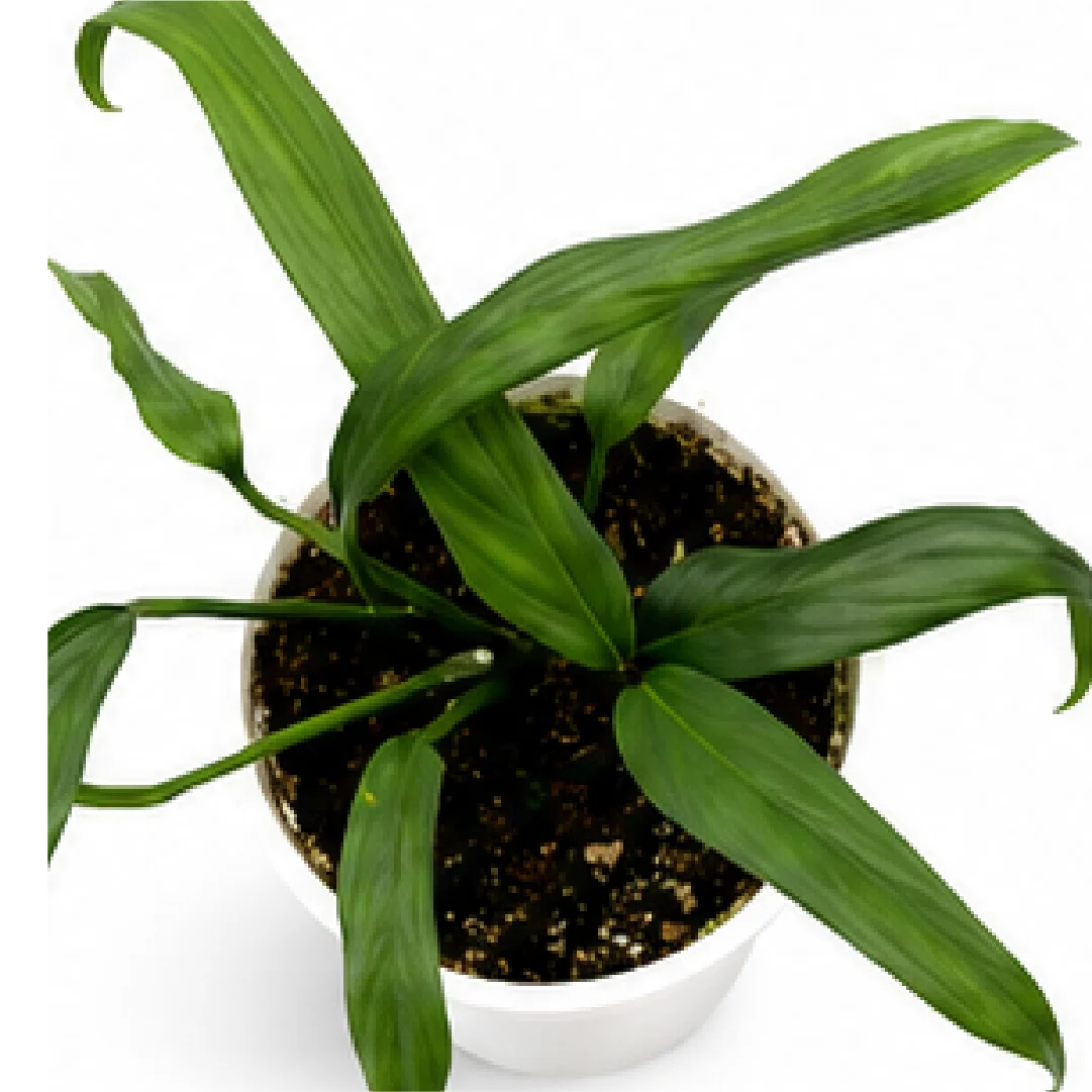 Epipremnum Amplissimum Silver – Tissue Culture