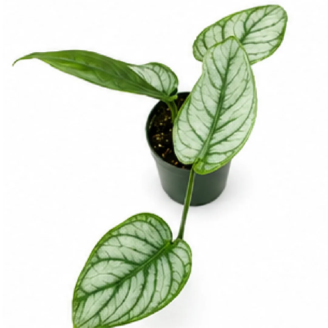 Monstera Siltepecana – Tissue Culture
