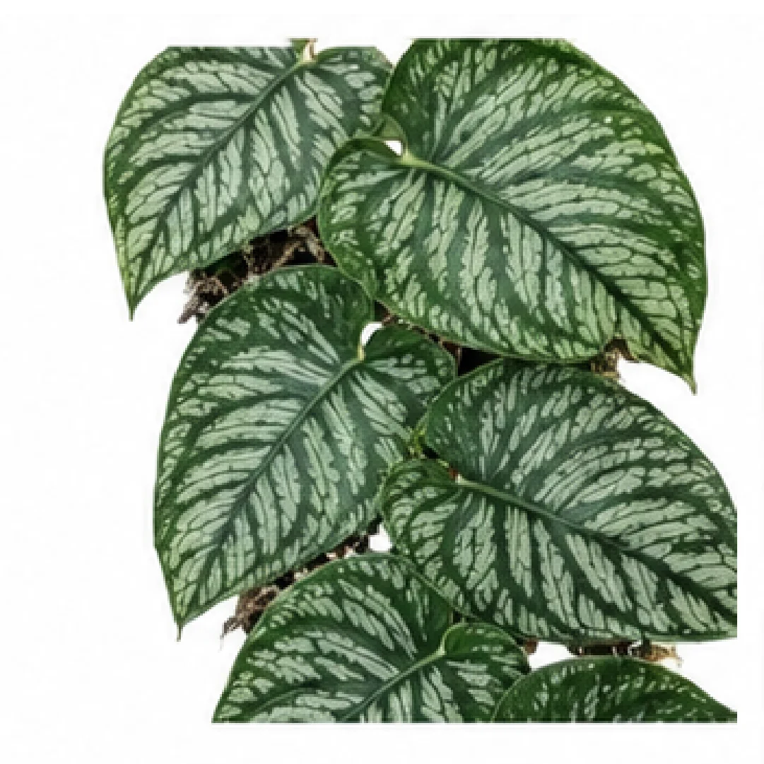 Monstera Dubia – Tissue Culture