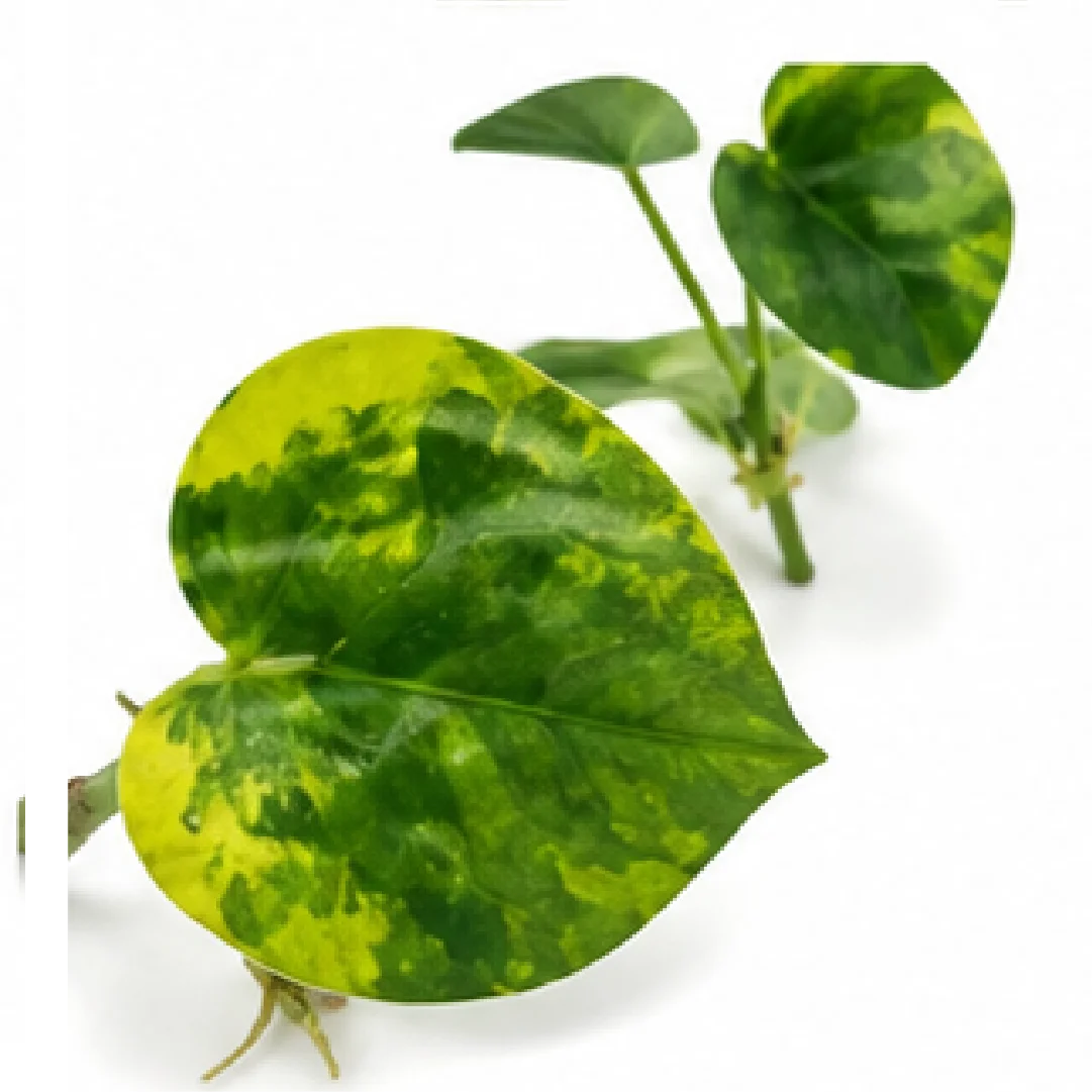 Anthurium Clarinervium Hybrid Sulanjana King Aurea Variegated – Tissue Culture