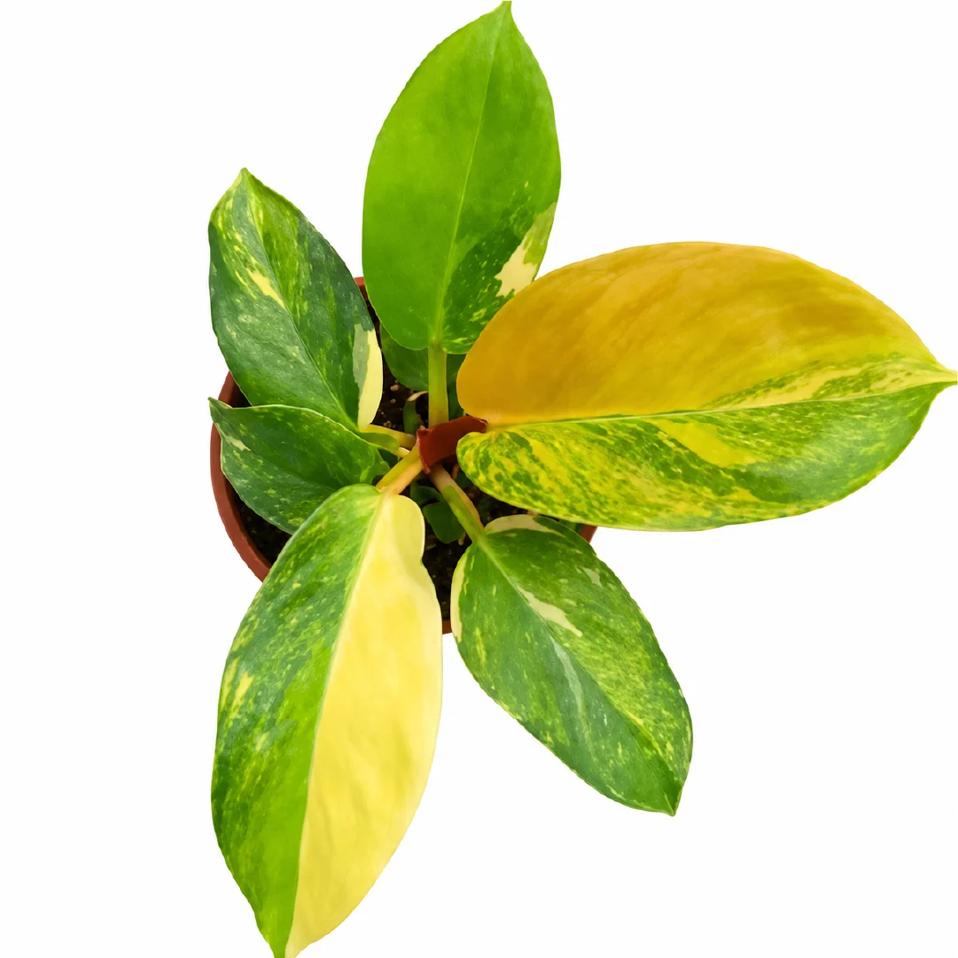 Philodendron Golden Melinonii Variegata Tissue Culture
