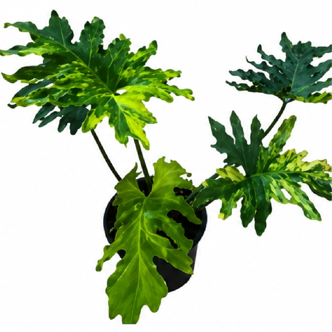Philodendron Warscewiczii Aurea Var (Selloum Pretty Angel Aurea Var) Tissue Culture