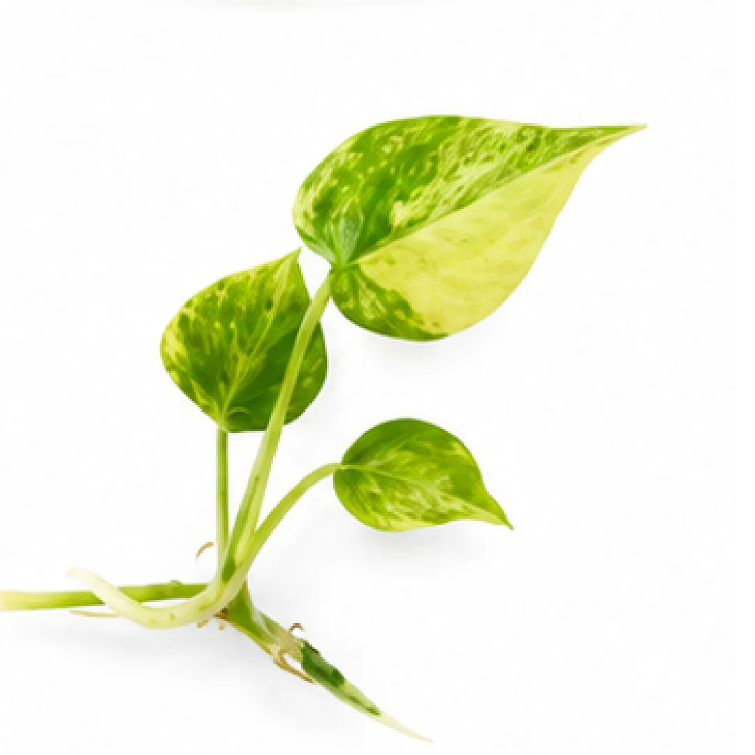 Anthurium Clarinervium Variegated – Tissue Culture