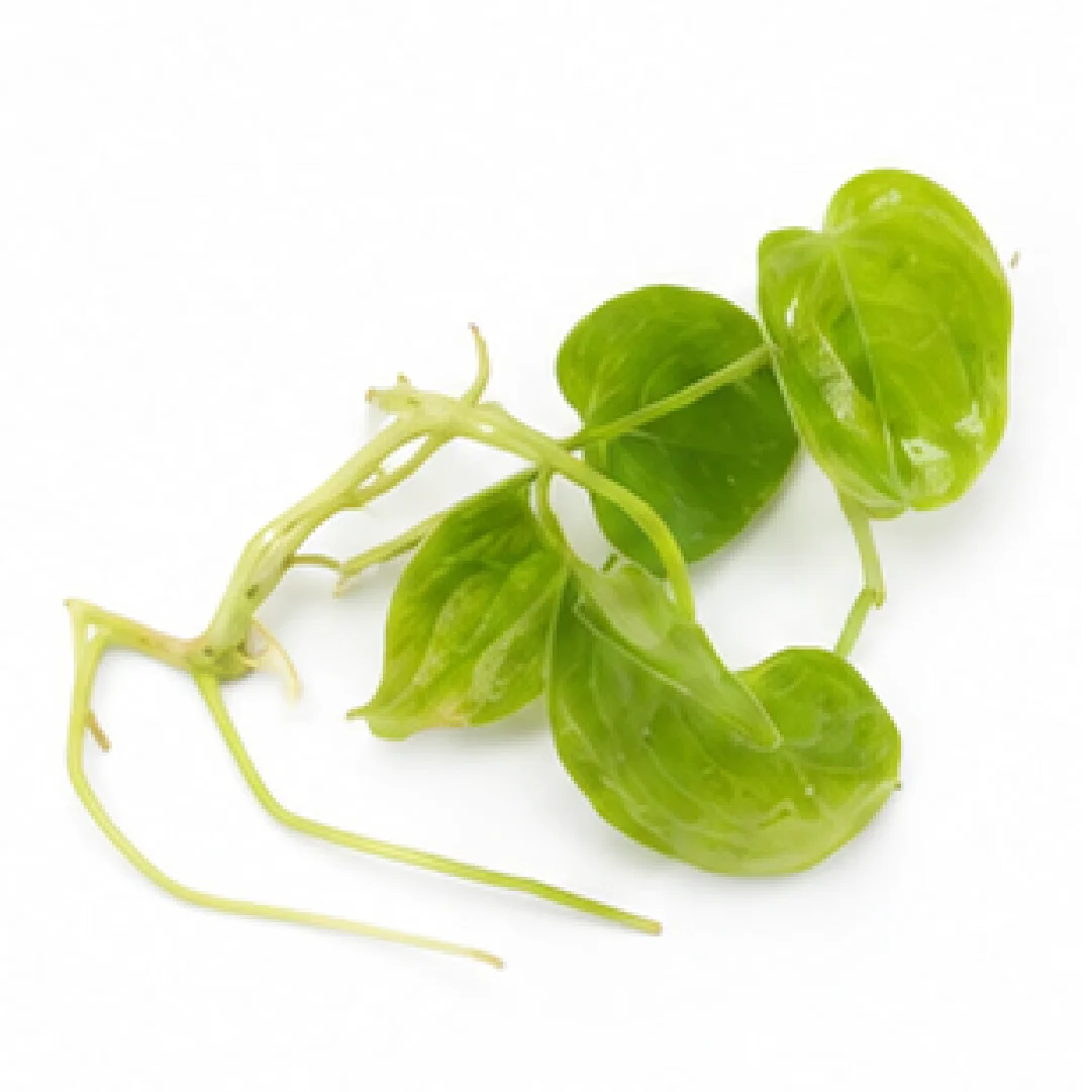 Anthurium Dark Phoenix Var 2 – Tissue Culture