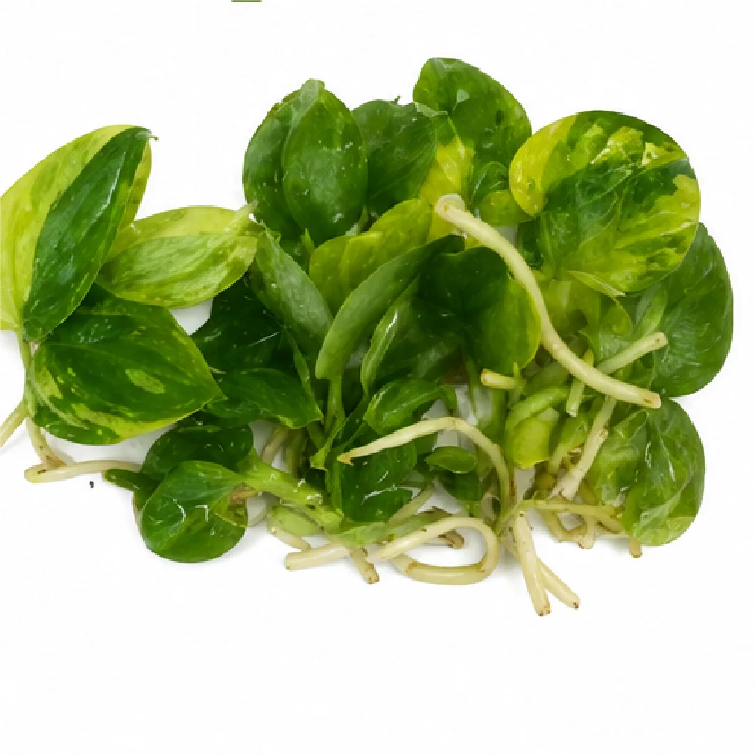Philodendron Warscewiczii Tricolor Var Tissue Culture