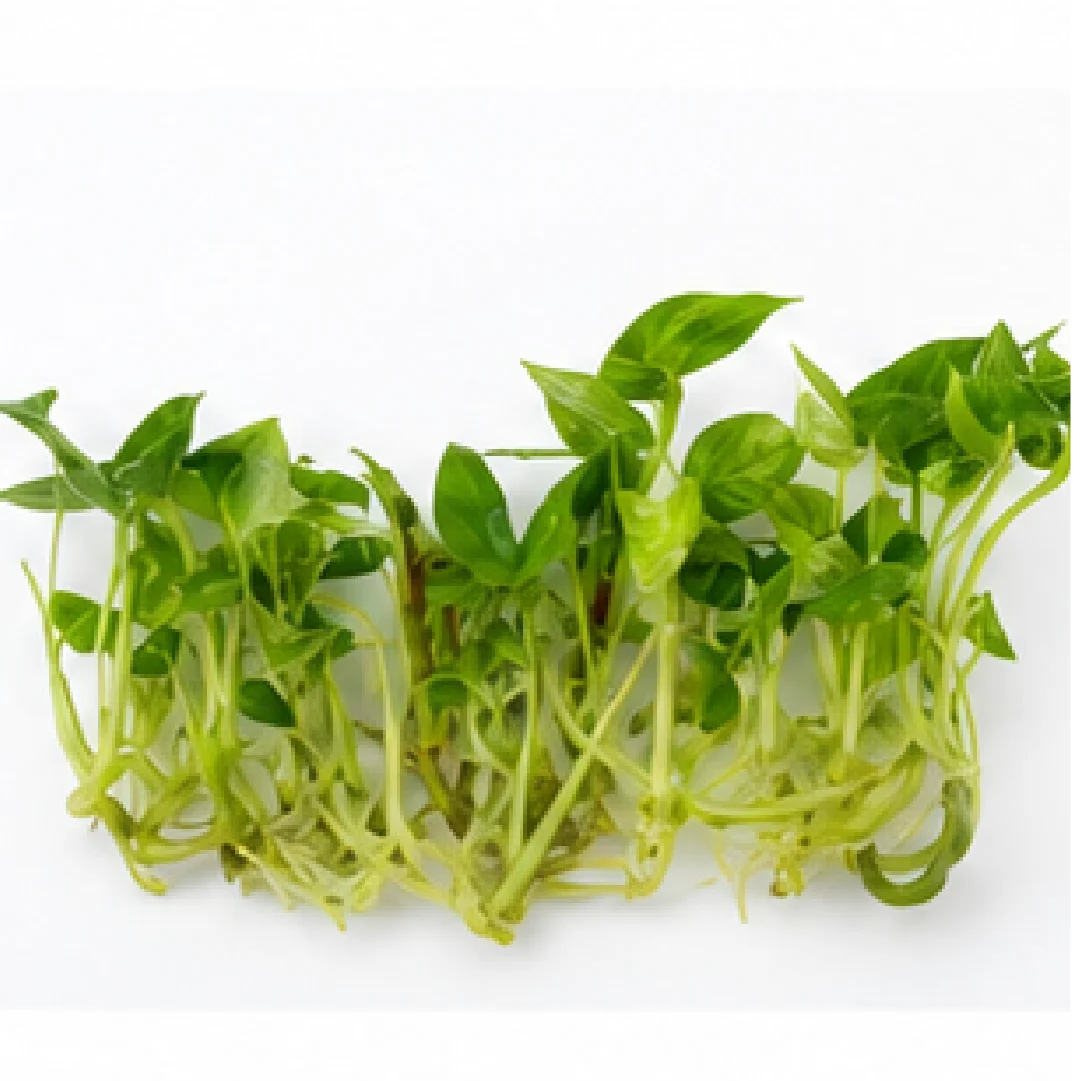 Anthurium Hookeri Aurea Variegated – Tissue Culture