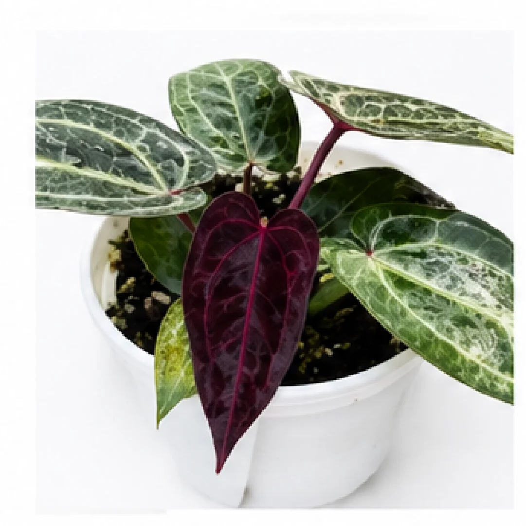 Anthurium Purple Crystallinum – Tissue Culture