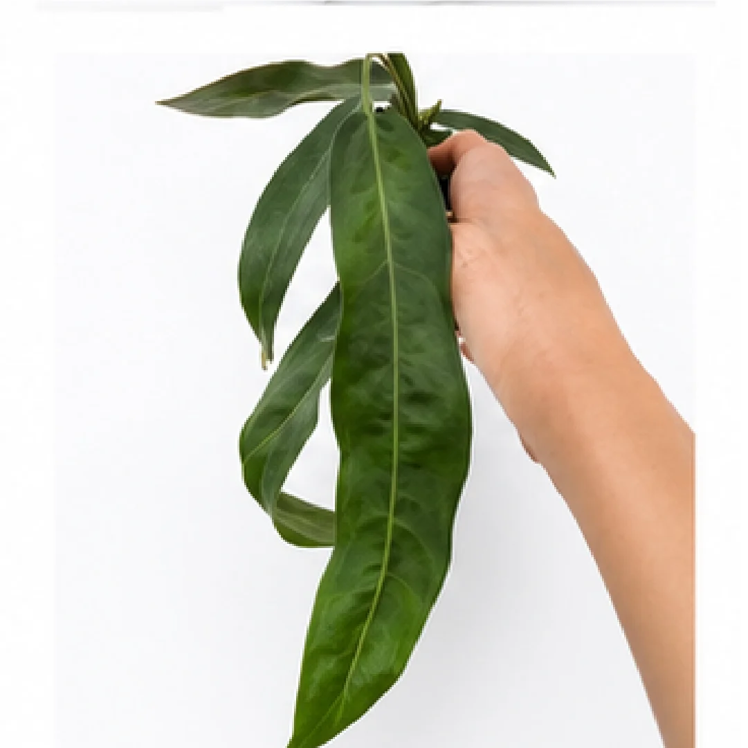 Anthurium Pallidiflorum – Tissue Culture