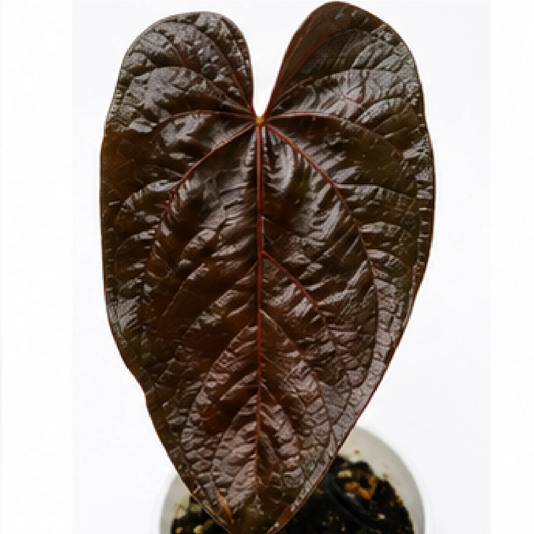 Anthurium Queen's Heart – Tissue Culture