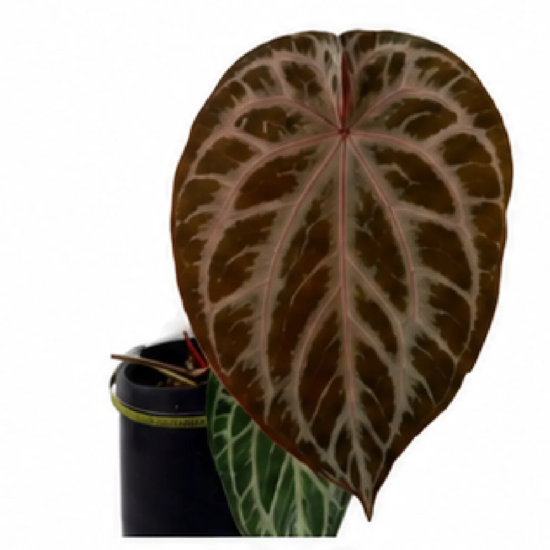 Anthurium Black Blush X Red Heart X Tezula Red Crystallinum – Tissue Culture