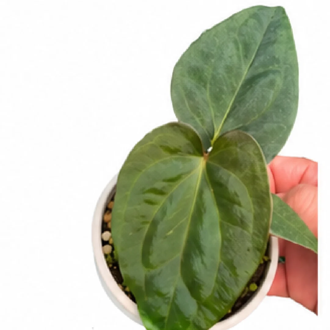 Anthurium Golden Dressleri X Papillilaminum Fort Sherman – Tissue Culture