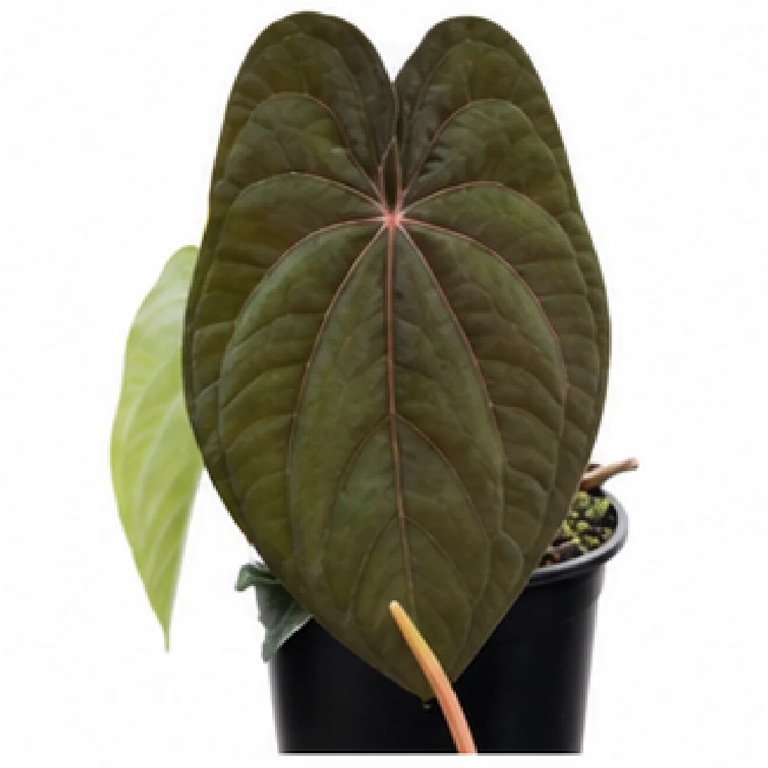 Anthurium Magnificum X Dark Phoenix – Tissue Culture