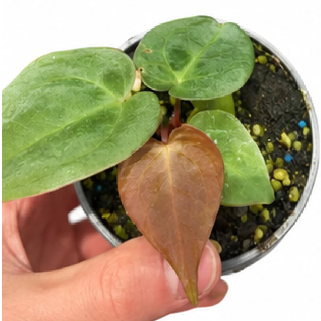 Anthurium KOS XX 'Crackin Veins' – Tissue Culture